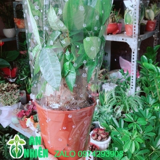 Kim ngân 1 thân lớn