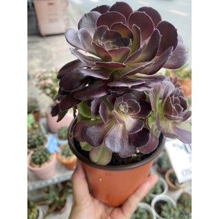 SEN ĐÁ AEONIUM ĐEN THÂN CỔ THỤ 20-25cm