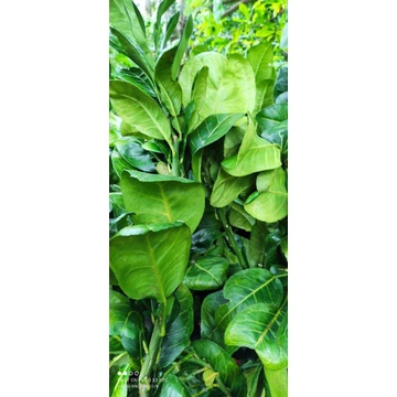 Giống Bưởi Da Xanh Ruột Hồng