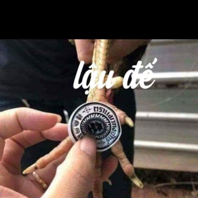 lau de thoi de thái Cao dán dế cho gà chọi gà đá