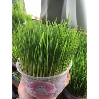 [Tân Phú] Cỏ mèo trồng sẵn/ cỏ lúa mạch trồng sẵn