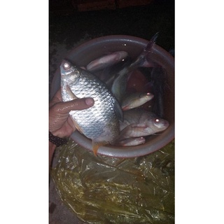 TINH MÙI CÂU CÁ HƯƠNG BẮP