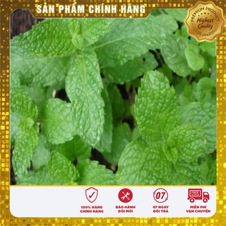 Hạt giống Rau Húng Lủi ( húng bạc hà ta)