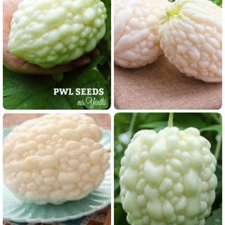[PWL SEEDS] TAIWAN APPLE GOURD- MƯỚP ĐẮNG TÁO ĐÀI LOAN, HẠT GIỐNG 3 HẠT/ỐNG