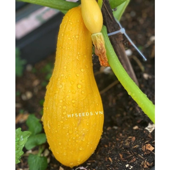 Hạt giống bí ngòi Goldfinch - giống hữu cơ - tỷ lệ nảy mầm 95%