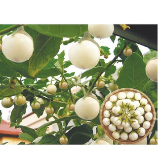 Hạt giống cà pháo trắng gói 2 gram xuất xứ Việt Nam