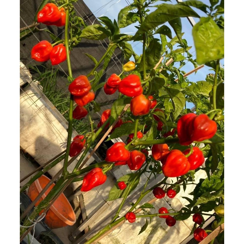 Ớt Siêu Cay Habanero Đỏ F1