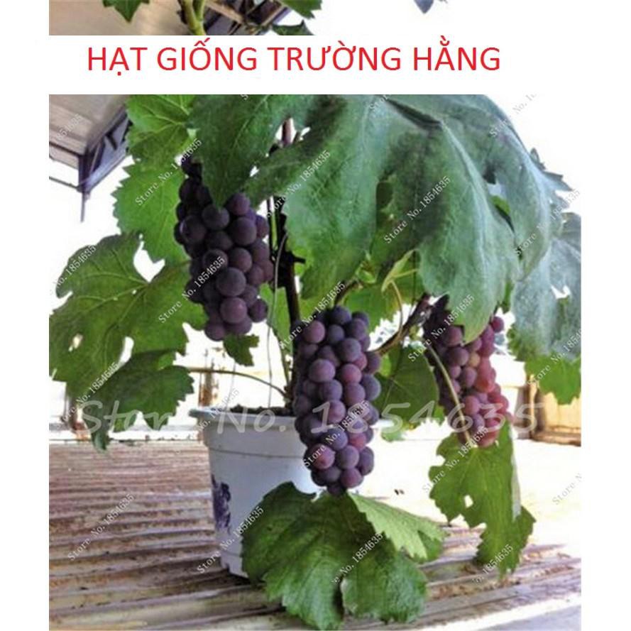 Hạt Giống Nho Lùn Trồng Chậu (gói 10 hạt)