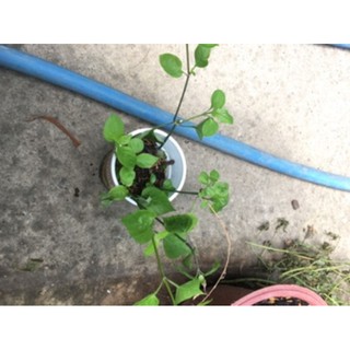 chậu ngót nhật