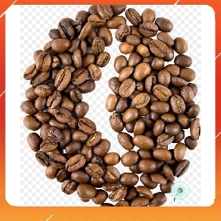 10h Hạt Giống Cây Cà Phê Café - Robusta (Coffea canephora) NNF1