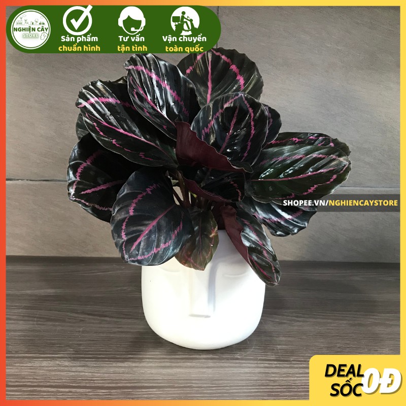 Cây đuôi công tím để bàn lọc không khí, làm quà tặng ý nghĩa