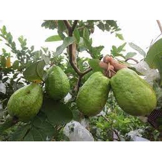 Ổi Lê Ngắt Vườn-Trái Cây Tươi Giao Nhanh HN 1-2h