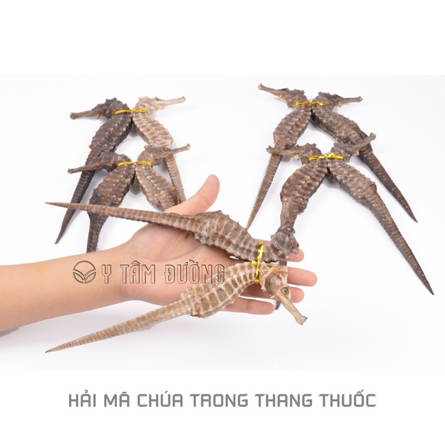 Thang ngâm rượu Sâm Nhung Hải Mã