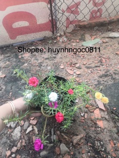 Hoa mười giờ ngũ săc mix Thái