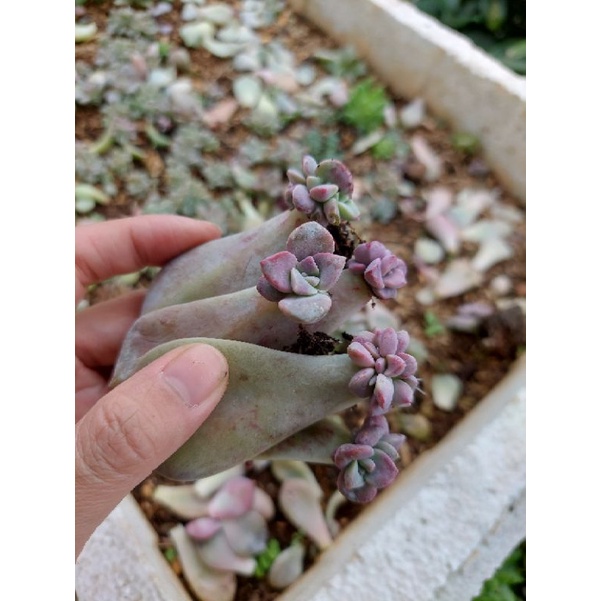 30 mầm hồng mập