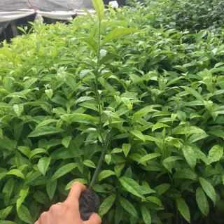 Combo 6 xạ đen và 4 cây trà hoa vàng