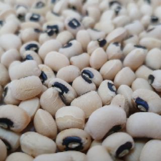 Đậu Bi trắng Ấn độ