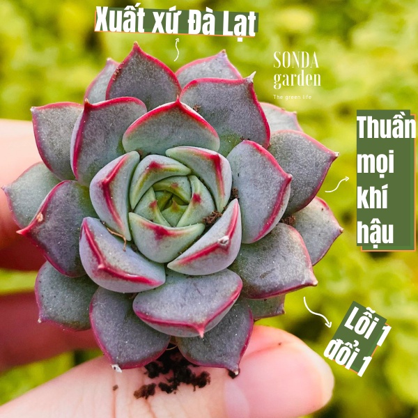 Sen đá hoa hồng đỏ SONDA GARDEN size mini 2.5-4cm, xuất xứ Đà Lạt, khoẻ đẹp, lỗi 1 đổi 1