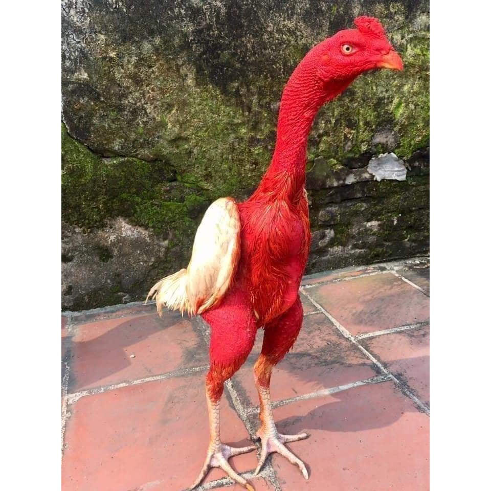 Bộ bịt mỏ da STAR X5  cho gà đá