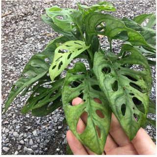 Cây trầu bà lỗ - Trầu bà cửa sổ - Cây phong thủy hút tài lộc - Monstera obliqua var.expilata-UtNho