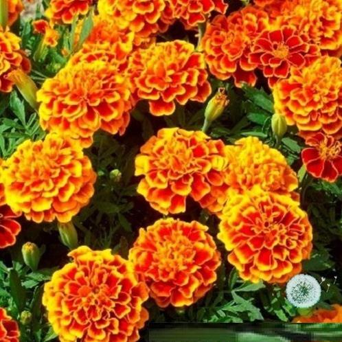 Hạt Giống Hoa Vạn Thọ Ban Mai Hn 05 - Gói 1 Gram
