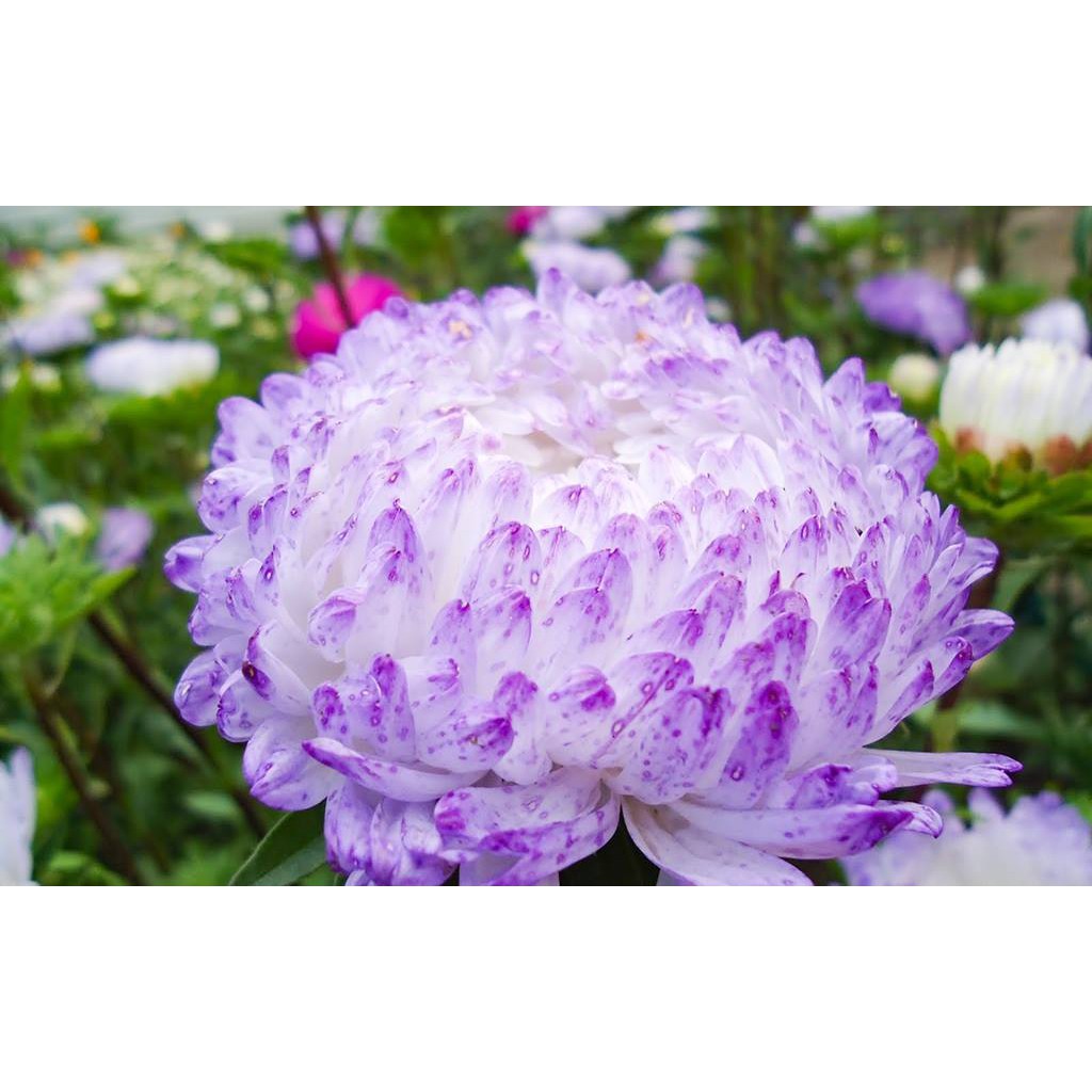 Hạt giống hoa Cúc kim cương mix - Cúc đại đóa kim cương