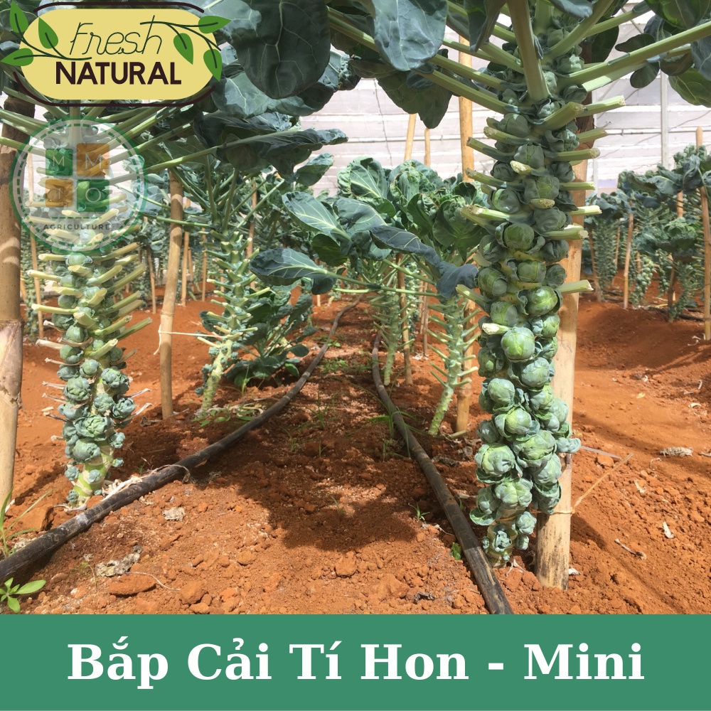 Hạt giống bắp cải tí hon mini F1 - Giàu dinh dưỡng