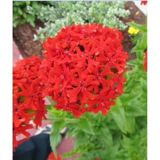 Hạt giống hoa Thu La đỏ (Lychnis Chalcedonica) gói 50 hạt