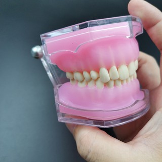 [Hàng mới về] Mô hình hàm răng giả mềm có thể tháo rời tiện lợi