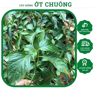 Cây giống Ớt Chuông chuẩn giống Đà Lạt khỏe mạnh