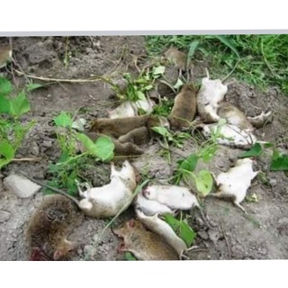 THUỐC DIỆT CHUỘT 🐁🐁 CHẾT SIÊU NHANH