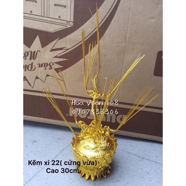 Gốc cây kim tiền