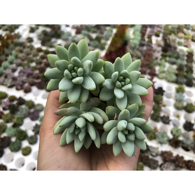 Sen Đá Chuỗi Ngọc Xanh Size Vĩ 3cm Hư 1 Đổi 1