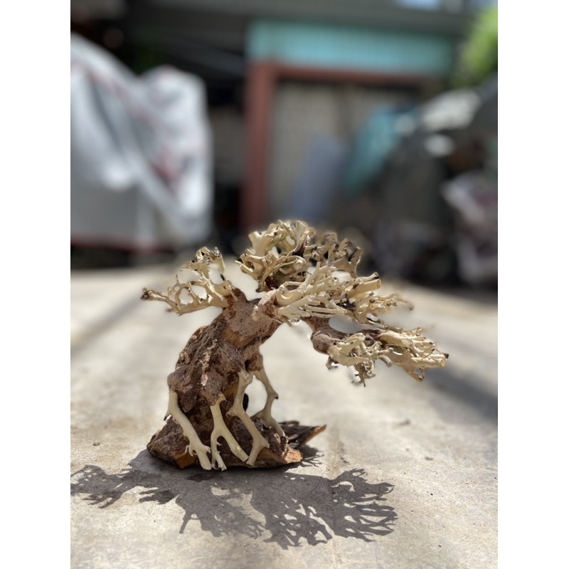 Lũa bonsai thuỷ sinh…