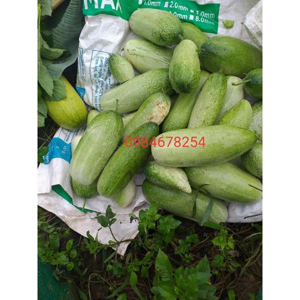 1 kg dưa mèo ngon ngọt