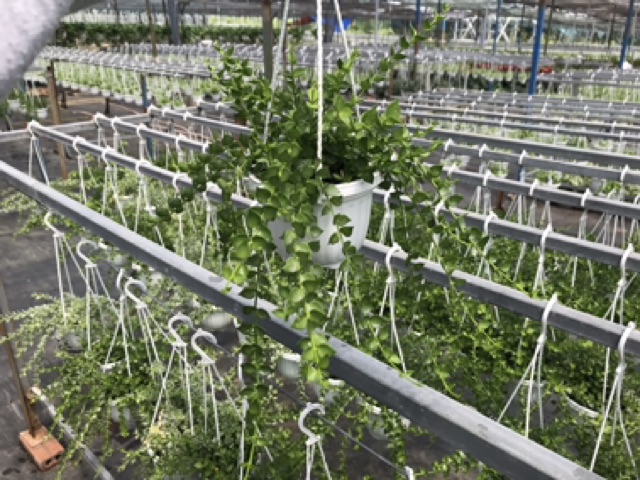 Chậu treo cây Lan tim xanh