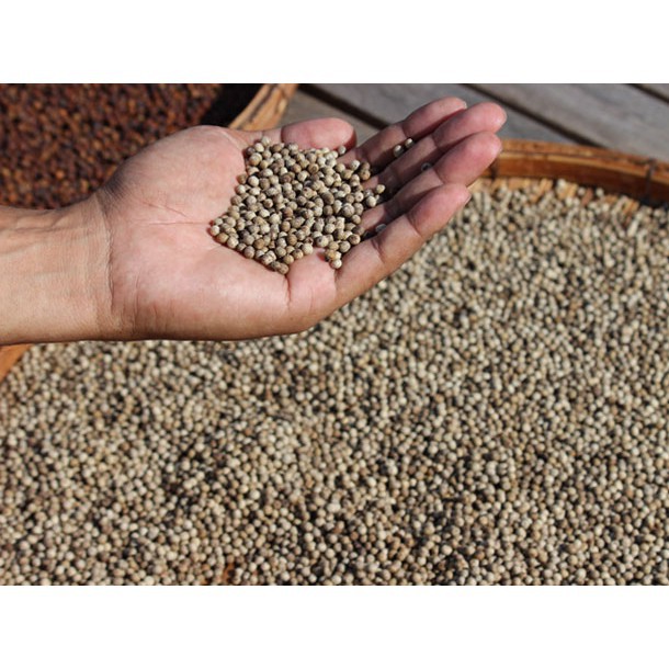 1kg White pepper - Tiêu trắng Đaklak tiêu sọ Hạt Sỉ Lẻ