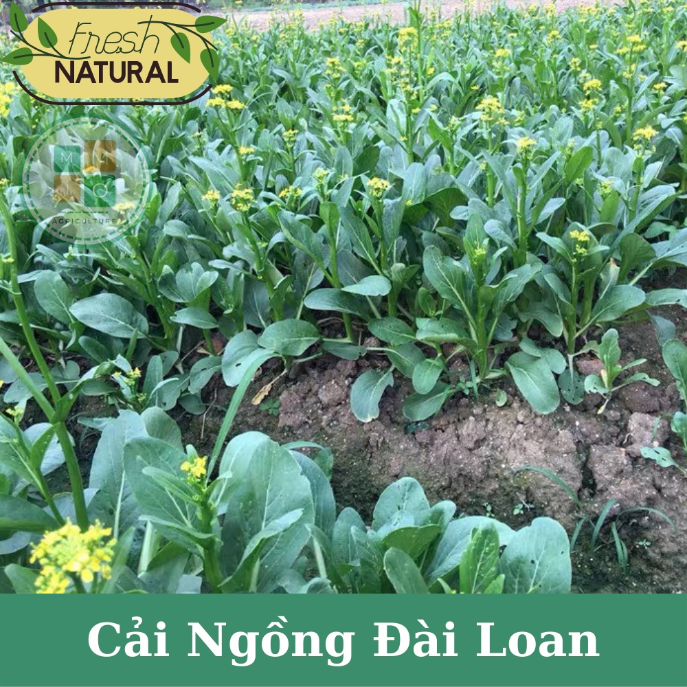 Hạt giống rau cải ngồng Đài Loan chịu nhiệt