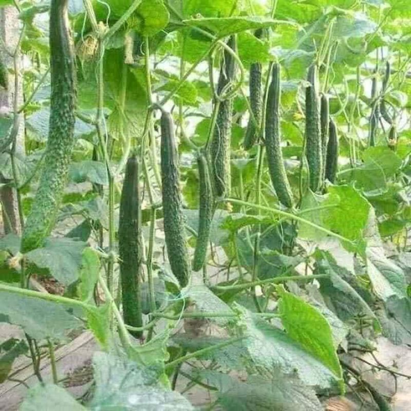 Hạt giống  dưa chuột nhật f1 🤗🤗 Sale Lớn🤗🤗 dòn ngon đặc biệt