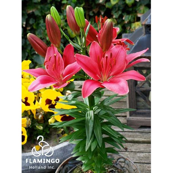 CỦ HOA LY LÙN MÀU HỒNG