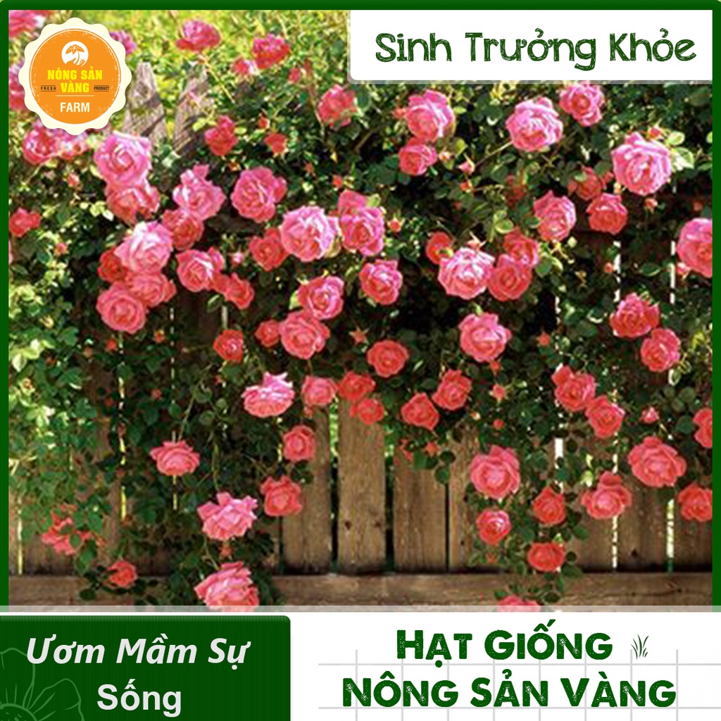 Hạt giống Hoa Hồng Leo Pháp ( Gói 10 Hạt ) - Nông Sản Vàng