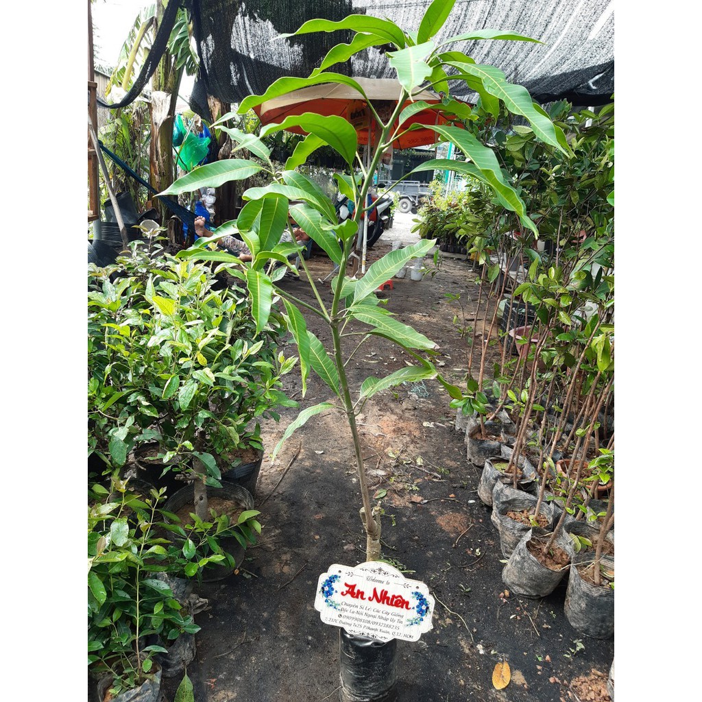 cây giống xoài thái cao m3