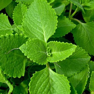 Hạt giống rau húng chanh - Gói  0,1 gram - STHG2