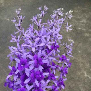 Cây giống hoa mai xanh thái chuẩn