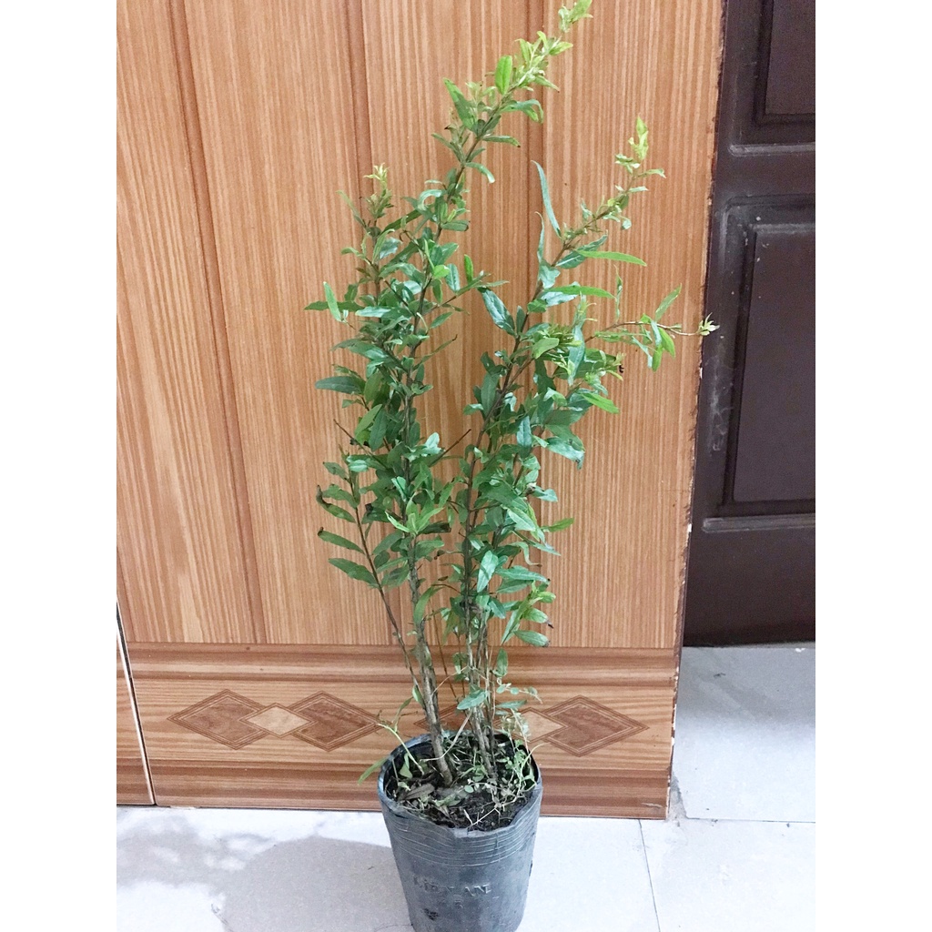 Cây Giống Lựu Đỏ Ấn Độ Loại Quả To