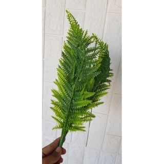 cụm dương xỉ mềm