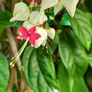 HOA TIGÔN TRẮNG/ HOA NGỌC NỮ