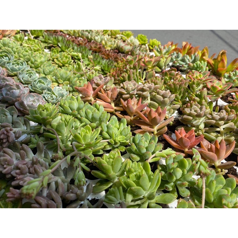 COMBO 10 SEN VỈ SIÊU ĐẸP