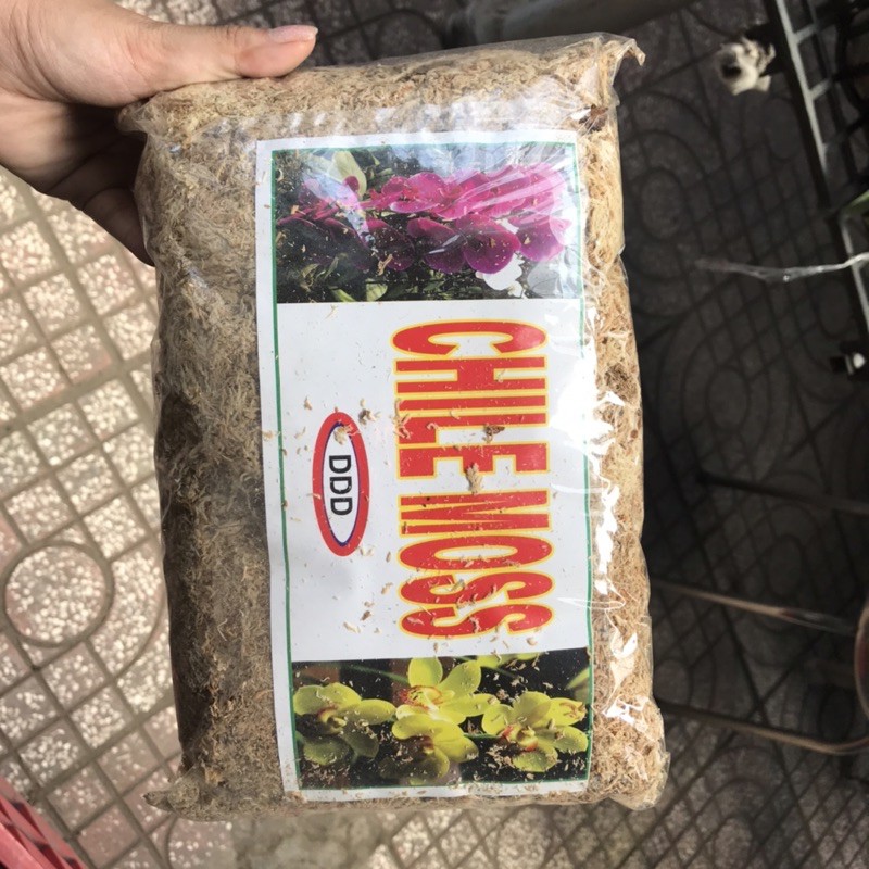 Dớn Trắng Chile 100Gr - Dớn Giữ Ẩm