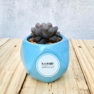 Sen đá Kim Cương đen